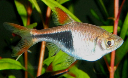 Расбора клинопятнистая либо расбора гетероморфа (Rasbora heteromorpha, Trigonostigma heteromorpha)