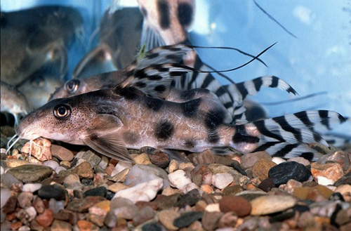 Флаговый синодонтис (Synodontis decorus)