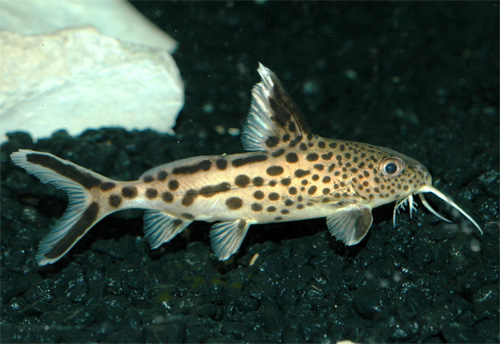 Многопятнистый синодонтис либо сом-кукушка (Synodontis multipunctatus, Synodontis multipunctata)