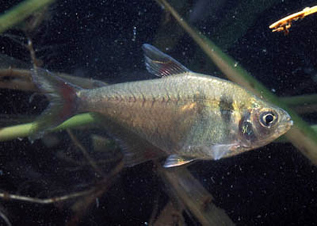 Тетра желтоватая (Hyphessobrycon bifasciatus)