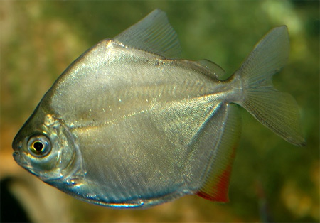 Метиннис обычный, метиннис Шреймюллера, рыба-зеркало (Metynnis hypsauchen)