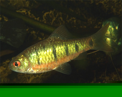 Барбус зеленоватый (Barbus semifasciolatus, Puntius semifasciolatus)