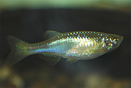 Данио розовый, жемчужный данио (Brachydanio albalineatus, Pearl danio)