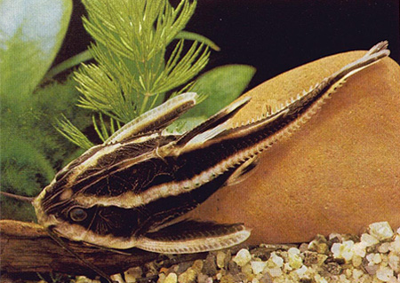 Платидор, колющийся платидор, полосатый платидорас (Platydoras costatus)