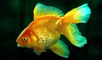 Золотая рыбка (Carassius auratus)