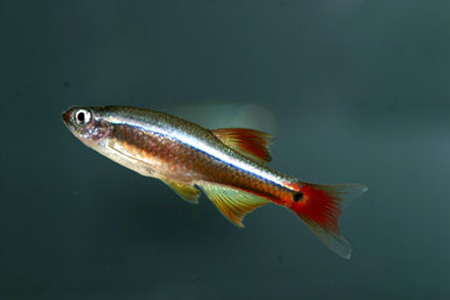 Кардинал (Tanichthys albonubes)