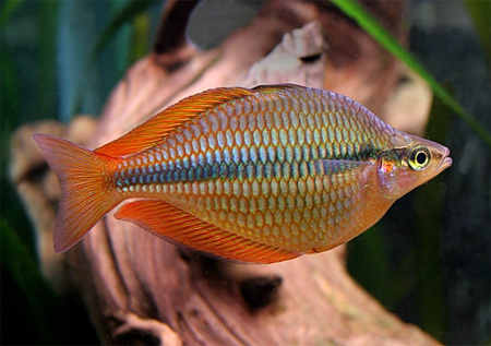 Радужница трехполосая (Melanotaenia trifasciata)