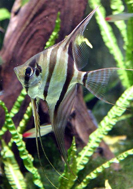 Скалярия высочайшая либо высокотелая (большая) (Pterophyllum altum Pellegrin)