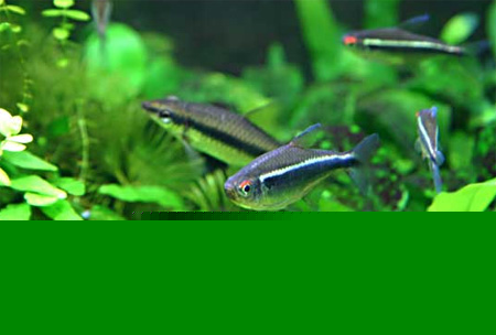 Неон темный (Hyphessobrycon herbertaxelrodi) 