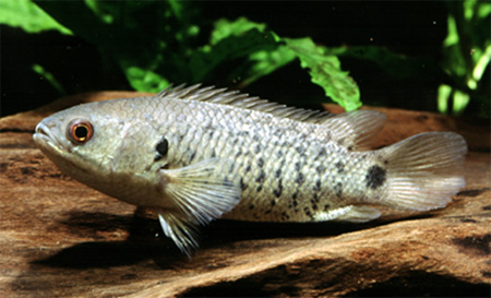 Анабас либо рыба-ползун (Anabas testudineus)