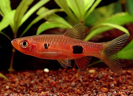 Расбора клоун (Rasbora kalochroma)